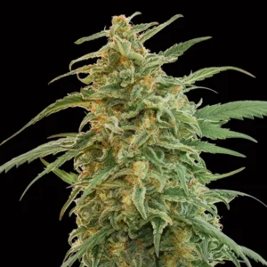 Auto Gorilla - 00 Seeds
