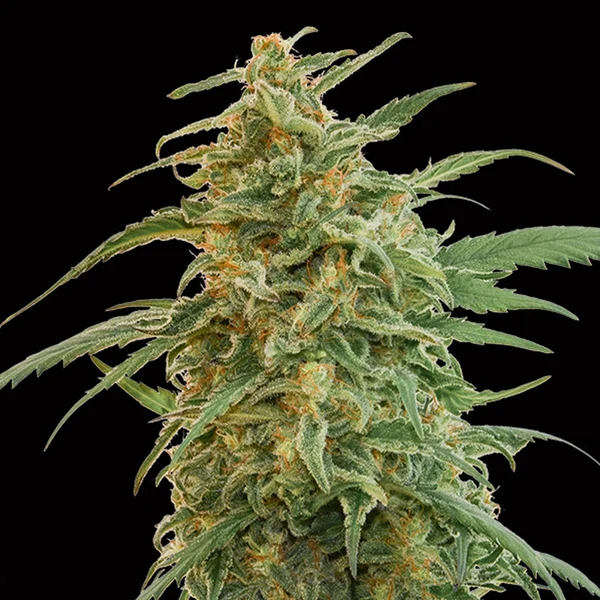 Cogollo resinoso y denso de la variedad autofloreciente Auto Gorilla de 00 Seeds Bank