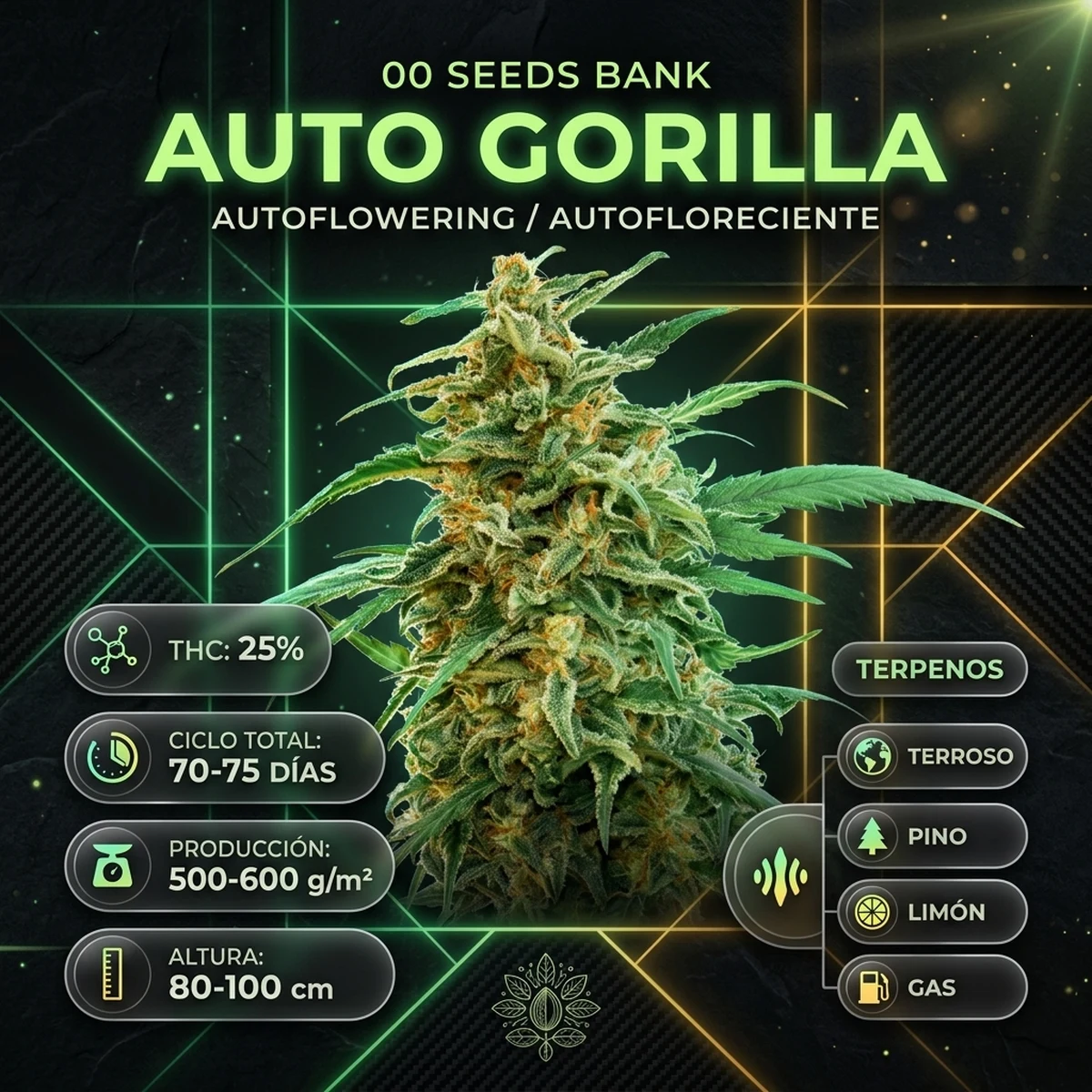 Infografía técnica botánica de Auto Gorilla de 00 Seeds con producción, ciclo de cultivo, altura y perfil de terpenos