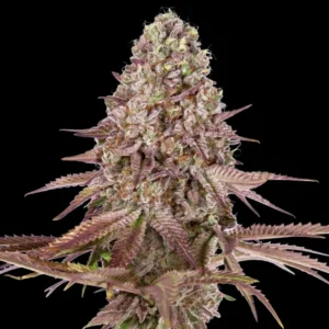 Auto Grand Daddy Purple - 00 Seeds