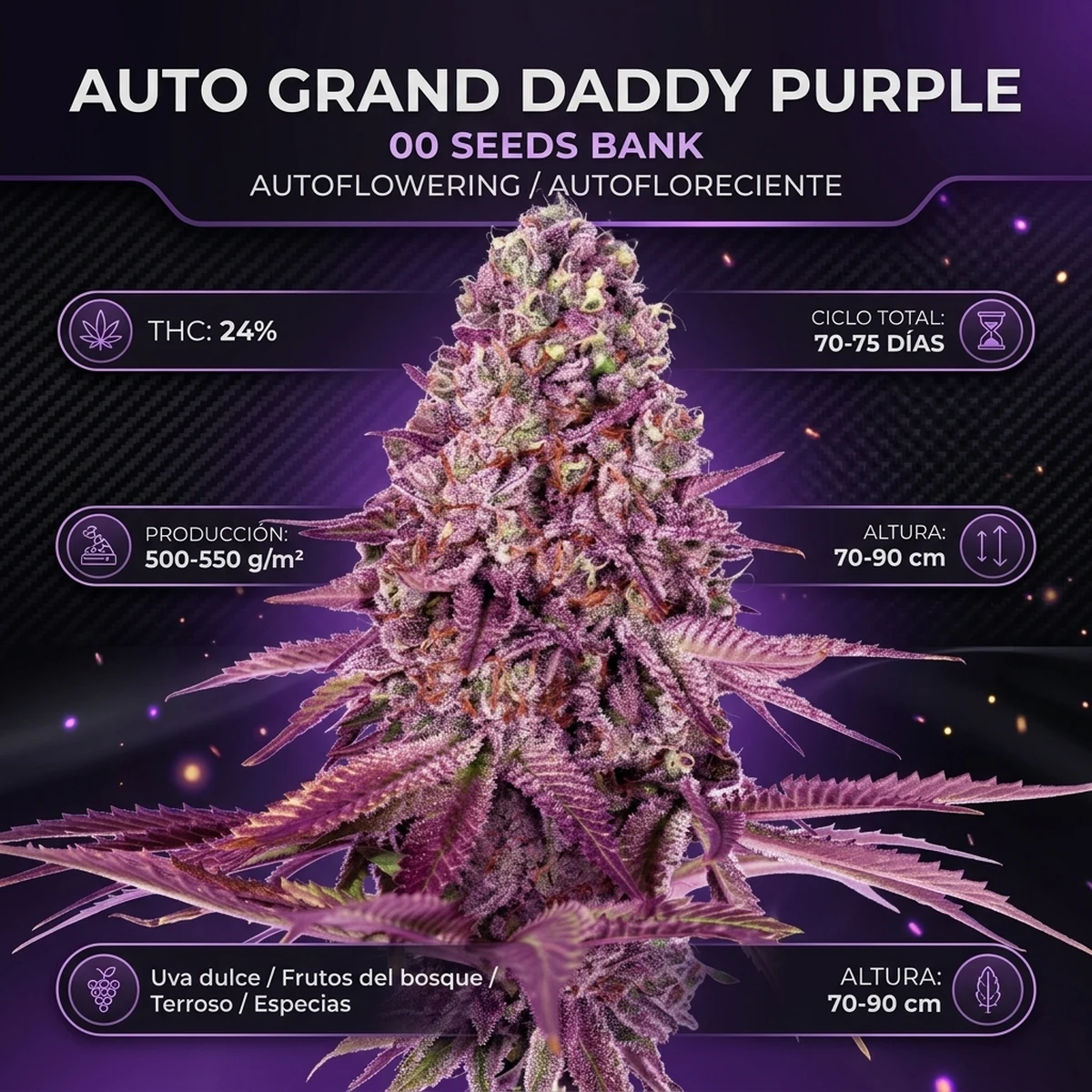 Infografía técnica botánica de Auto Grand Daddy Purple de 00 Seeds con producción, ciclo de cultivo, altura y perfil de terpenos