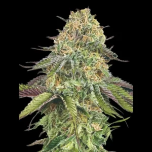 Auto Lemon Cherry Gelato - 00 Seeds