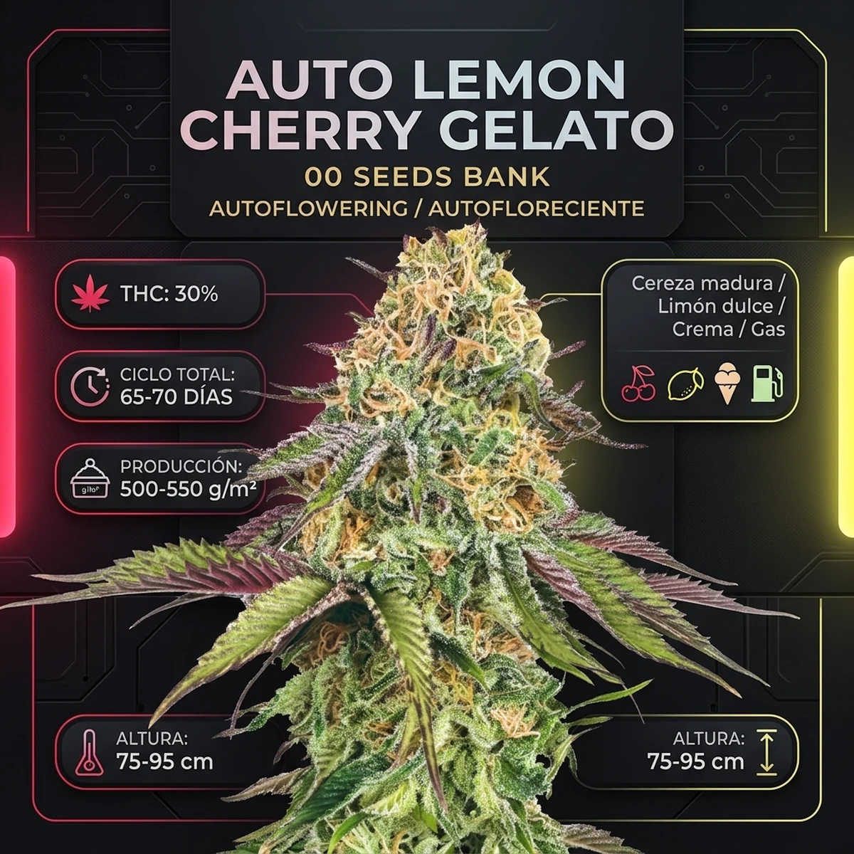 Infografía técnica botánica de Auto Lemon Cherry Gelato de 00 Seeds con producción, ciclo de cultivo, altura y perfil de terpenos